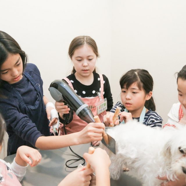 トリマー体験をする子供たち