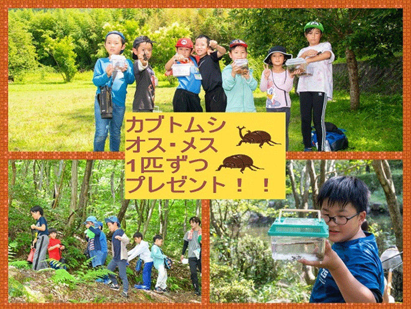 ~夜の森に出かけよう!~カブトムシ&クワガタ採集ツアー