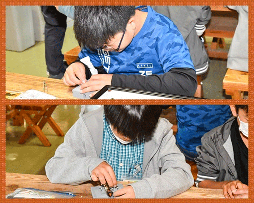 昆虫採集ツアーを選ぶ際のポイント